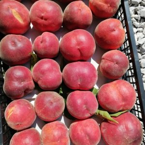 Breskve - Goriška Brda